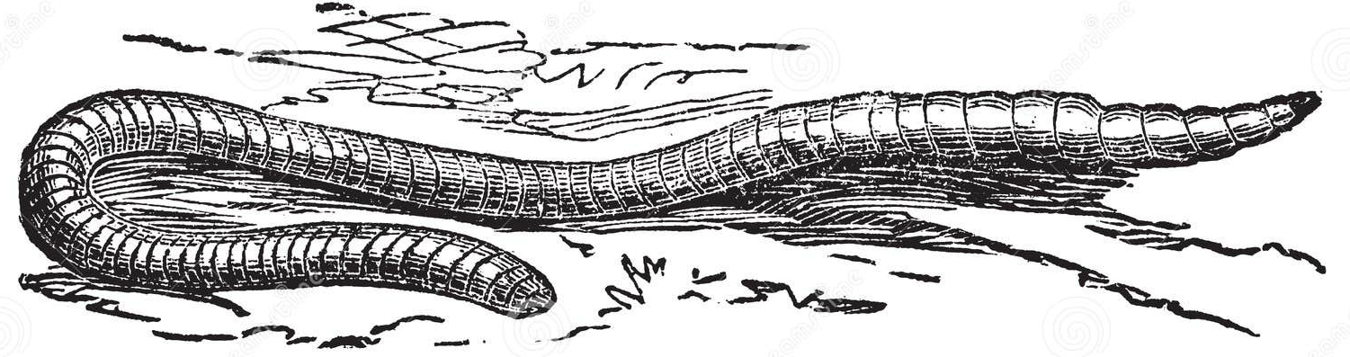 Regenwurm